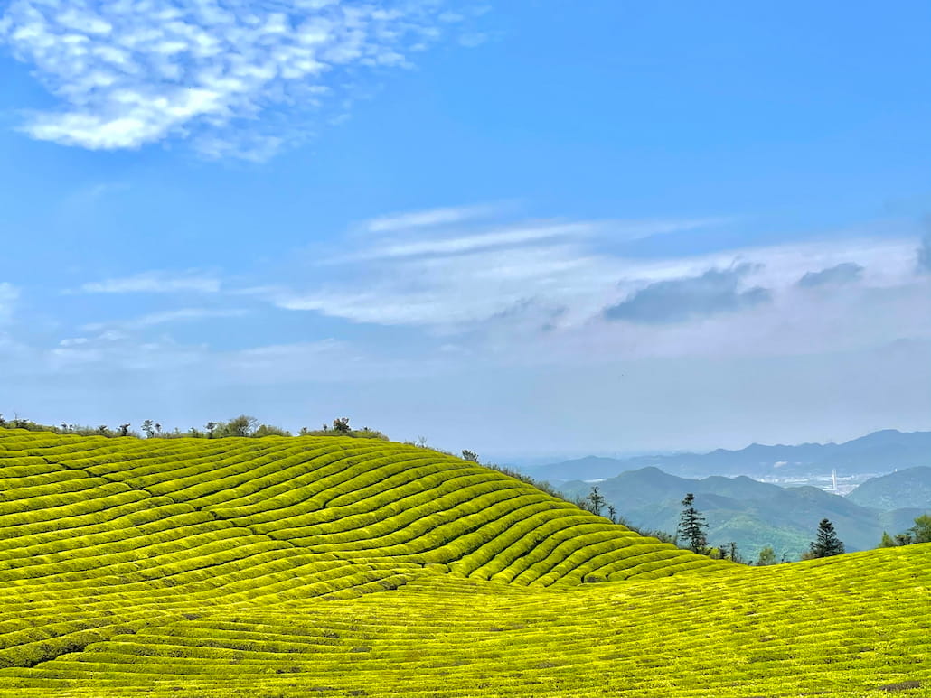 Tea plantation at Fuquan Shan